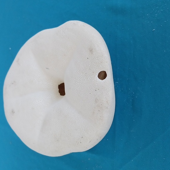 PUFFY SEA BISCUIT Shell, nautical, educational Comes from Florida beach. - Picture 2 of 2